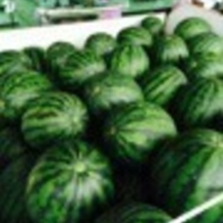 スイカの収穫作業の画像