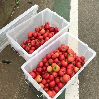 7/10（火）お塩と完熟トマトのみでケチャップを作ろう