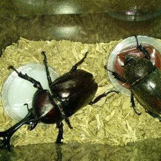 カブトムシ　あげますの画像