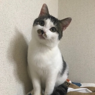 【シロタビの男の子】里親さま募集しております。