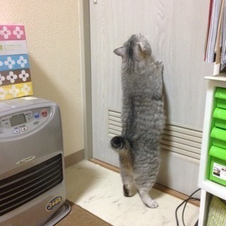 やむなく里親さん募集です！ - 猫