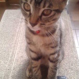＊１匹ずつで募集をし直しましたので、こちら投稿は削除予定です - 猫