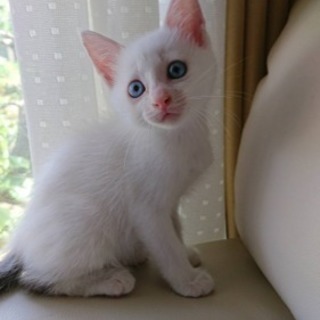 生後1ヶ月ちょっとの子猫です。