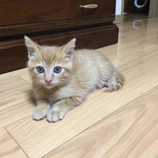 元気な男の子です