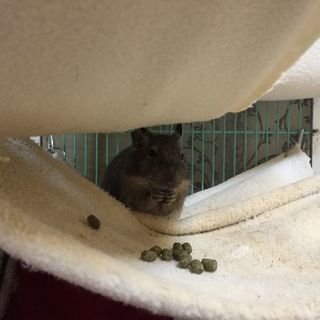 デグー♀1歳半