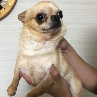 ☆チワワ君の里親さん☆