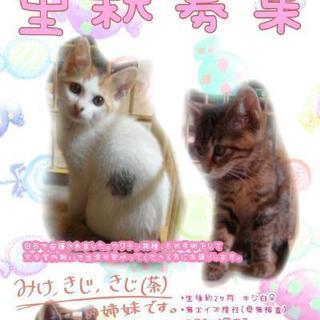 里親様決定しました。(*^-^)