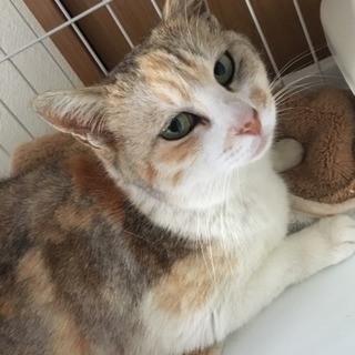 決定♡珍しいパステル三毛のパスちゃん − 埼玉県