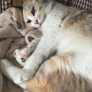 決定♡珍しいパステル三毛のパスちゃん - 猫