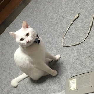 大人しいカギしっぽの白猫 - 里親募集