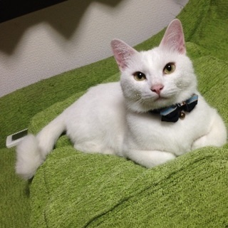 大人しいカギしっぽの白猫 - 猫