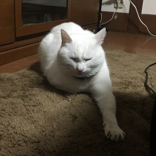 大人しいカギしっぽの白猫 − 大阪府