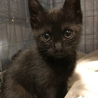 美人の黒猫ちゃん女の子
