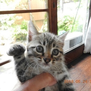 子猫が、生まれました。