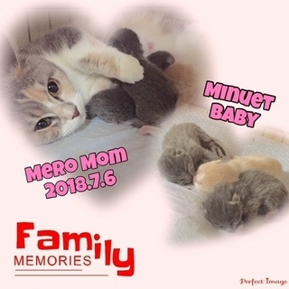 子猫ちゃん生まれました♪