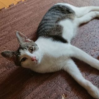 ☆キジシロ♂