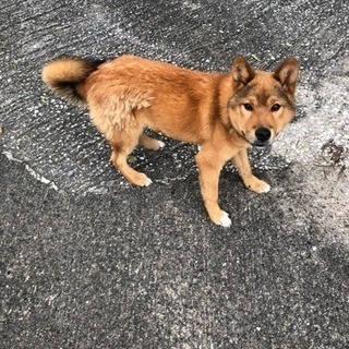 急募！優しい里親さん探しています。 - 京都郡