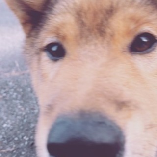 急募！優しい里親さん探しています。 - 犬