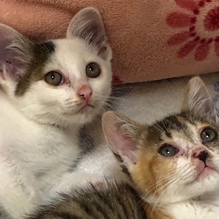 人馴れ抜群！生後１ヶ月半の子猫の里親募集