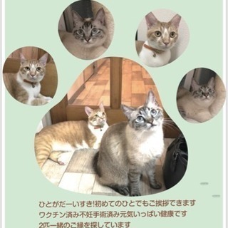 猫の里親募集のポスターを掲示してくれる店舗募集の画像