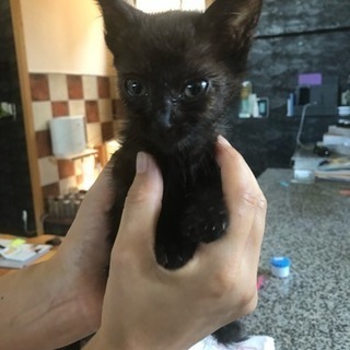 黒猫里親募集