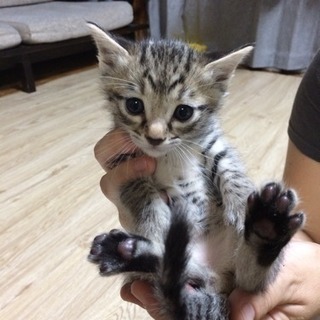 オシキャット子猫😸