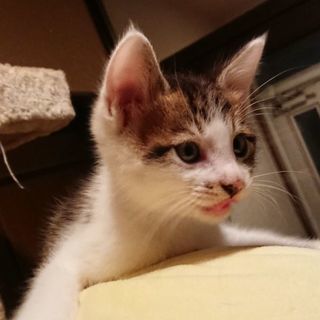 5/18産まれの子猫の里親様を募集しています。