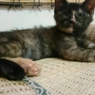 通好みにはたまらにゃいサビちゃん2ヶ月