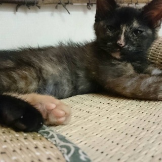 通好みにはたまらにゃいサビちゃん2ヶ月 - 猫