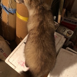 はくせいの画像