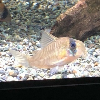 値引きコリドラスアマパポタロエンシス4匹(熱帯魚水槽)生体