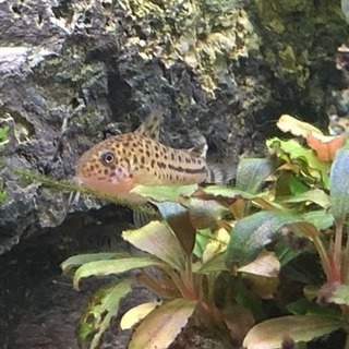 コリドラスダイジョウブダエ3匹最終値下げ(熱帯魚水槽)生体
