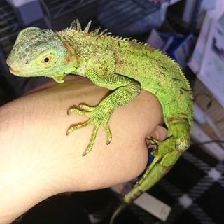 グリーンイグアナ