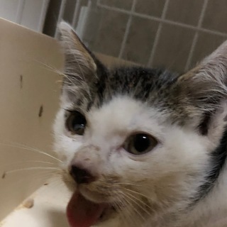 両アゴ骨折から生還した子猫。里親さん募集です。