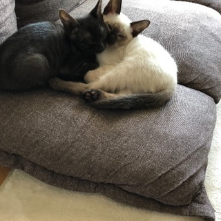 ２匹の子猫の里親募集