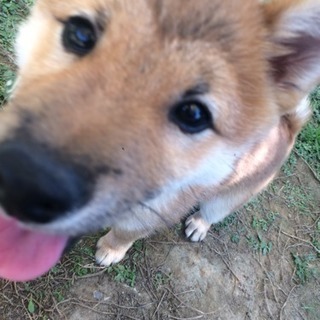 豆柴6ヶ月オス 里親様決まりました。