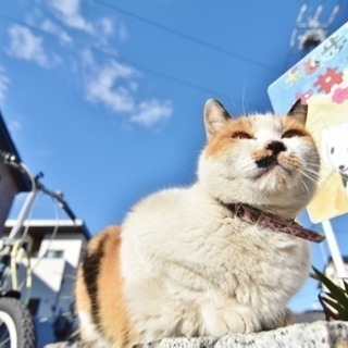 猫寺行きませんか？ - 名古屋市