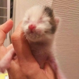 生後10日くらいの可愛い子猫