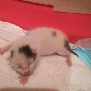 生後10日くらいの可愛い子猫 - 横須賀市