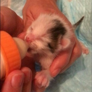 生後10日くらいの可愛い子猫 − 神奈川県