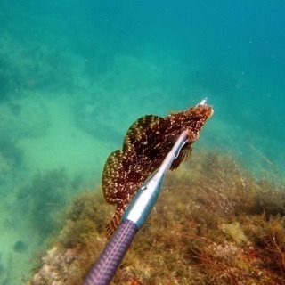 素潜り 魚突き