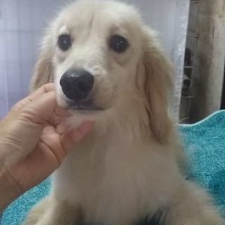 活発なダックス男の子