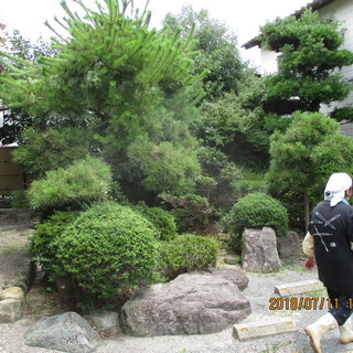福岡、、植木の徹去、格安