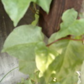 ＜郵送＞スーパー野菜！　ツルムラサキ科 オカワカメのムカゴ(別名...