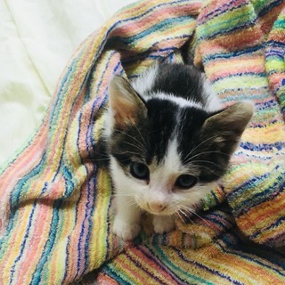 元気な甘えん坊の子猫ですｰオス生後2ヶ月ちょっと