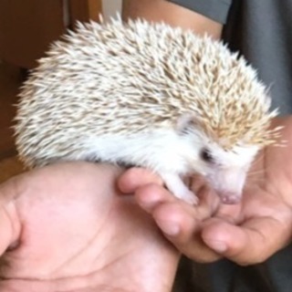 ハリネズミ 2歳 ♂