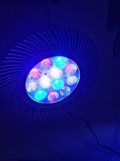 新Grassy LeDio RS122 RDV