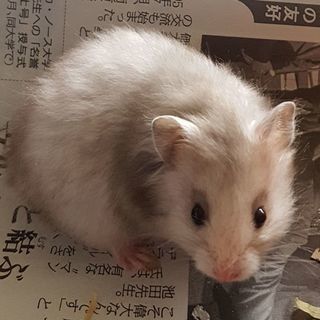 ゴールデンハムスターの里親さん募集