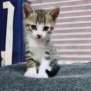 野良子猫①