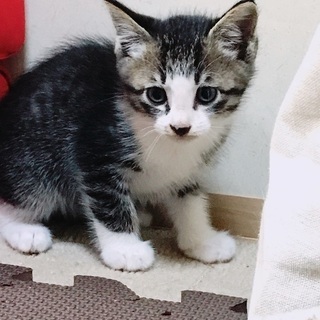 野良子猫②